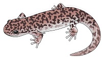 Katelyn Ekblom Sticker - Coastal Giant Salamander